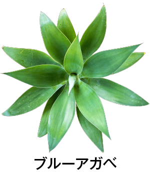 ブルーアガベ