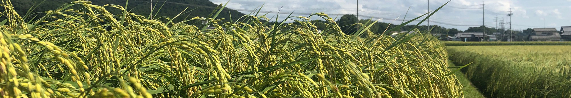 龍力 播州姫路から