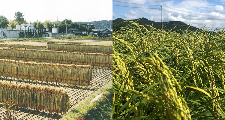龍力 播州姫路から