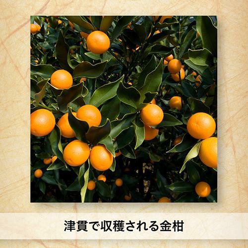 リキュール 津貫 カムクワット TSUNUKI KUMQAT 40度 700ml 鹿児島県 本
